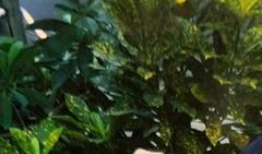 Codiaeum variegatum pictum