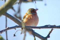 Fringilla coelebs