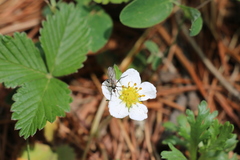 Fragaria orientalis