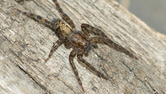 Asthenoctenus borellii