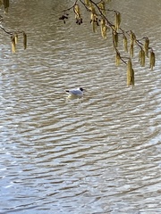 Chroicocephalus ridibundus