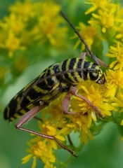 Megacyllene robiniae