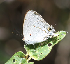 Hypolycaena philippus