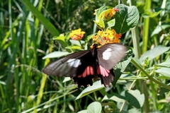 Parides neophilus eurybates