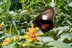 Parides neophilus eurybates
