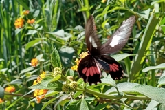 Parides neophilus eurybates