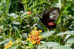 Parides neophilus eurybates