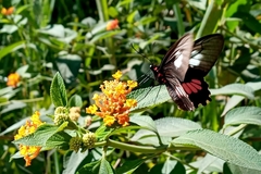 Parides neophilus eurybates
