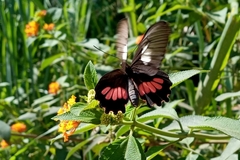 Parides neophilus eurybates