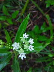 Asclepias nivea
