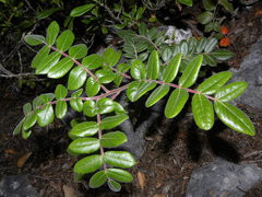 Rhus pachyrrhachis