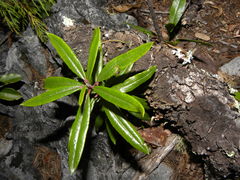 Comarostaphylis polifolia