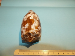 Conus geographus