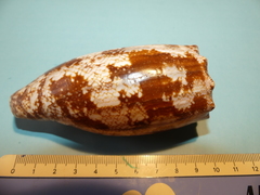 Conus geographus