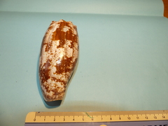 Conus geographus