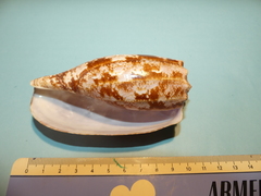 Conus geographus