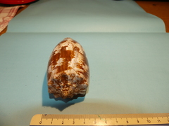 Conus geographus