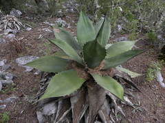Agave gentryi