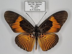 Pseudacraea eurytus eurytus