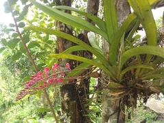 Rodriguezia lanceolata