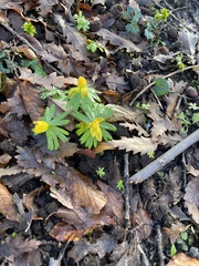 Eranthis hyemalis