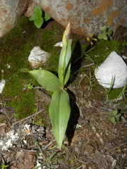 Dichromanthus michuacanus