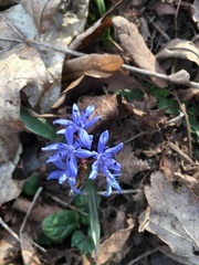 Scilla vindobonensis