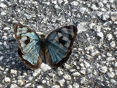 Dynamine postverta postverta