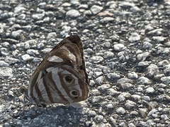 Dynamine postverta postverta