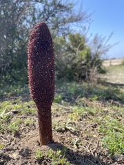 Cynomorium coccineum