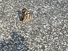 Dynamine postverta postverta