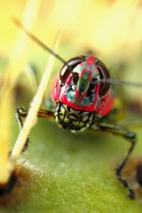 Dactylotini
