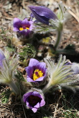 Pulsatilla bungeana