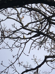 Parus major
