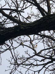 Parus major
