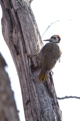 Chloropicus namaquus