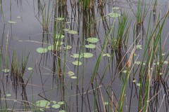 Nymphoides thunbergiana