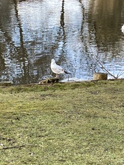 Chroicocephalus ridibundus