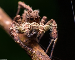 Portia labiata