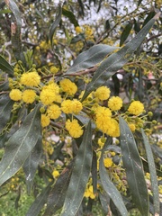 Acacia