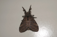 Dasychira chekiangensis