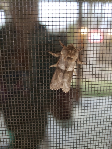 Gray Sallow