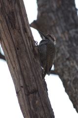 Chloropicus namaquus