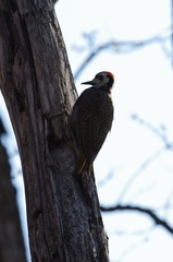 Chloropicus namaquus