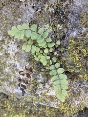 Asplenium resiliens image