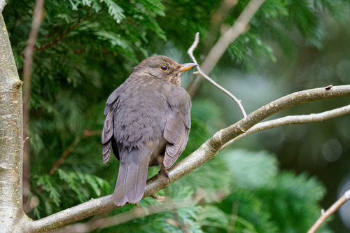 Juodasis strazdas nuotrauka