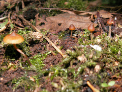 Galerina triscopa