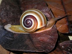 Naninia banggaiensis