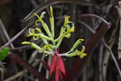 Billbergia amoena