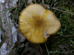 Pluteus chrysophaeus